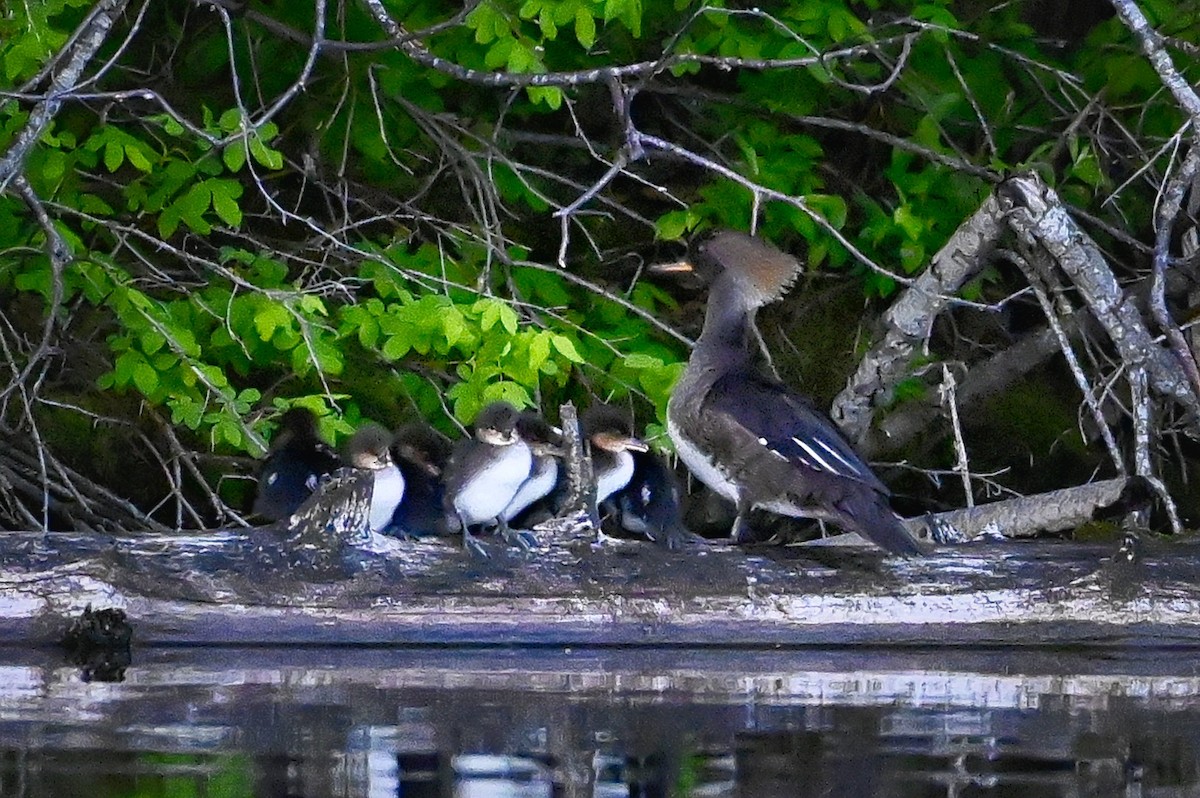 Hooded Merganser - ML344735341