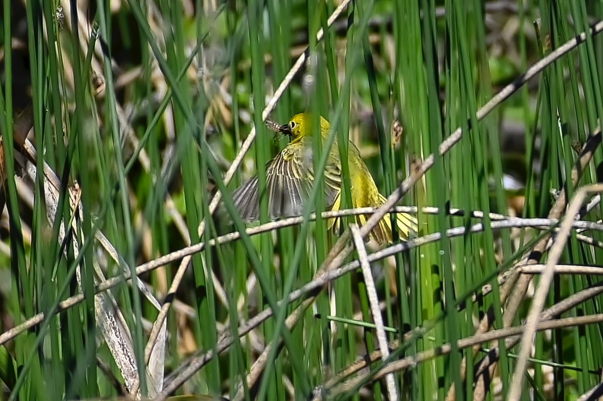 Yellow Warbler - Roger Beardmore