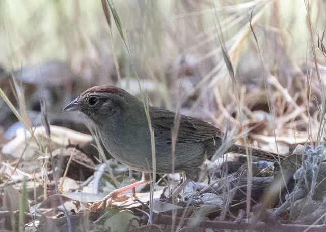 Rufous-crowned Sparrow - ML344736521