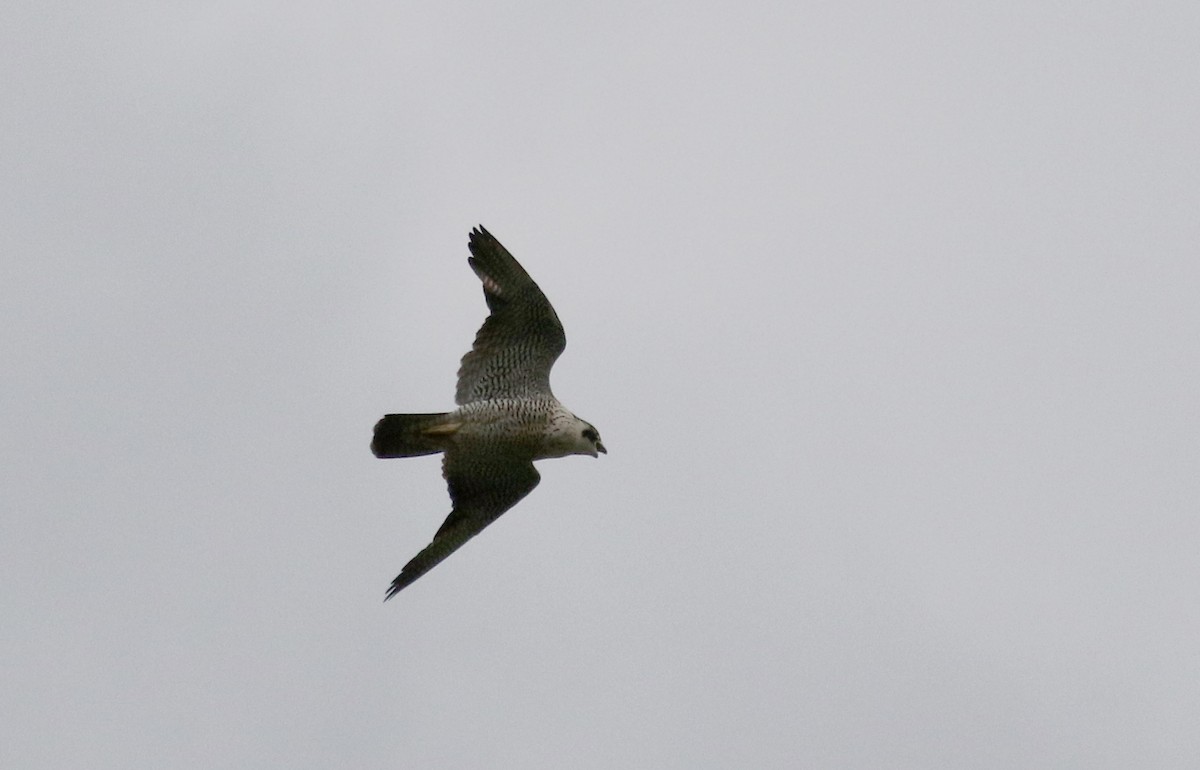 Halcón Peregrino (anatum) - ML344739251