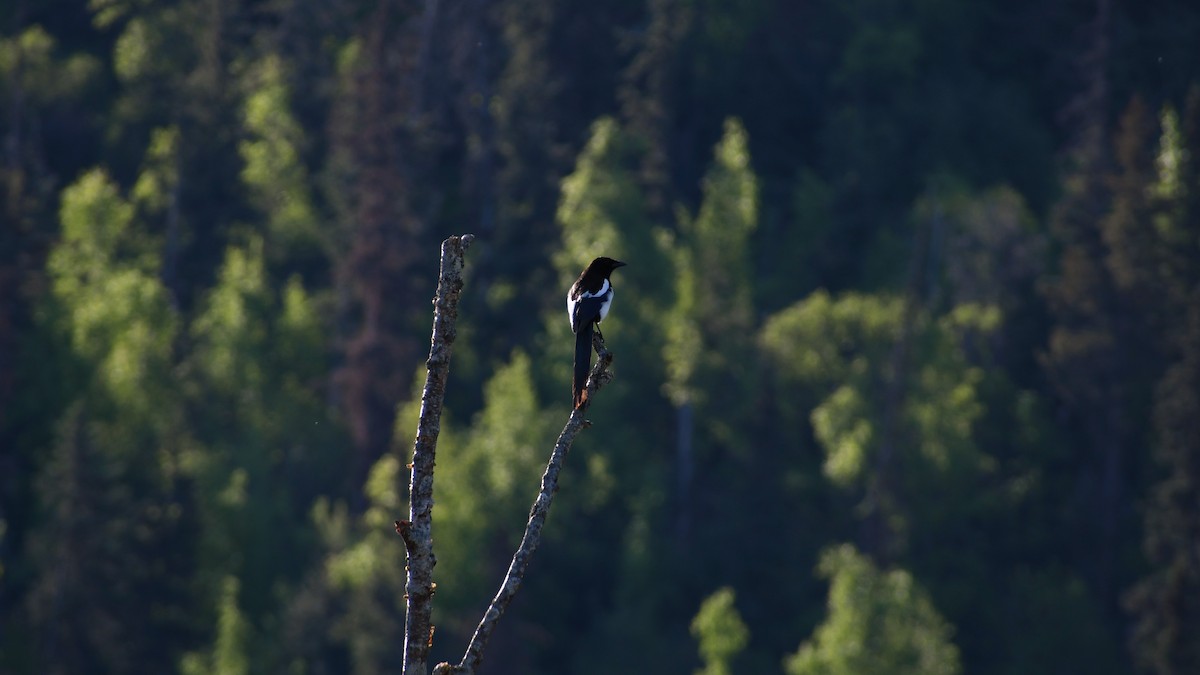 Black-billed Magpie - Timothy Piranian