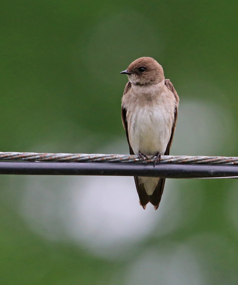 Northern Rough-winged Swallow - ML344741331