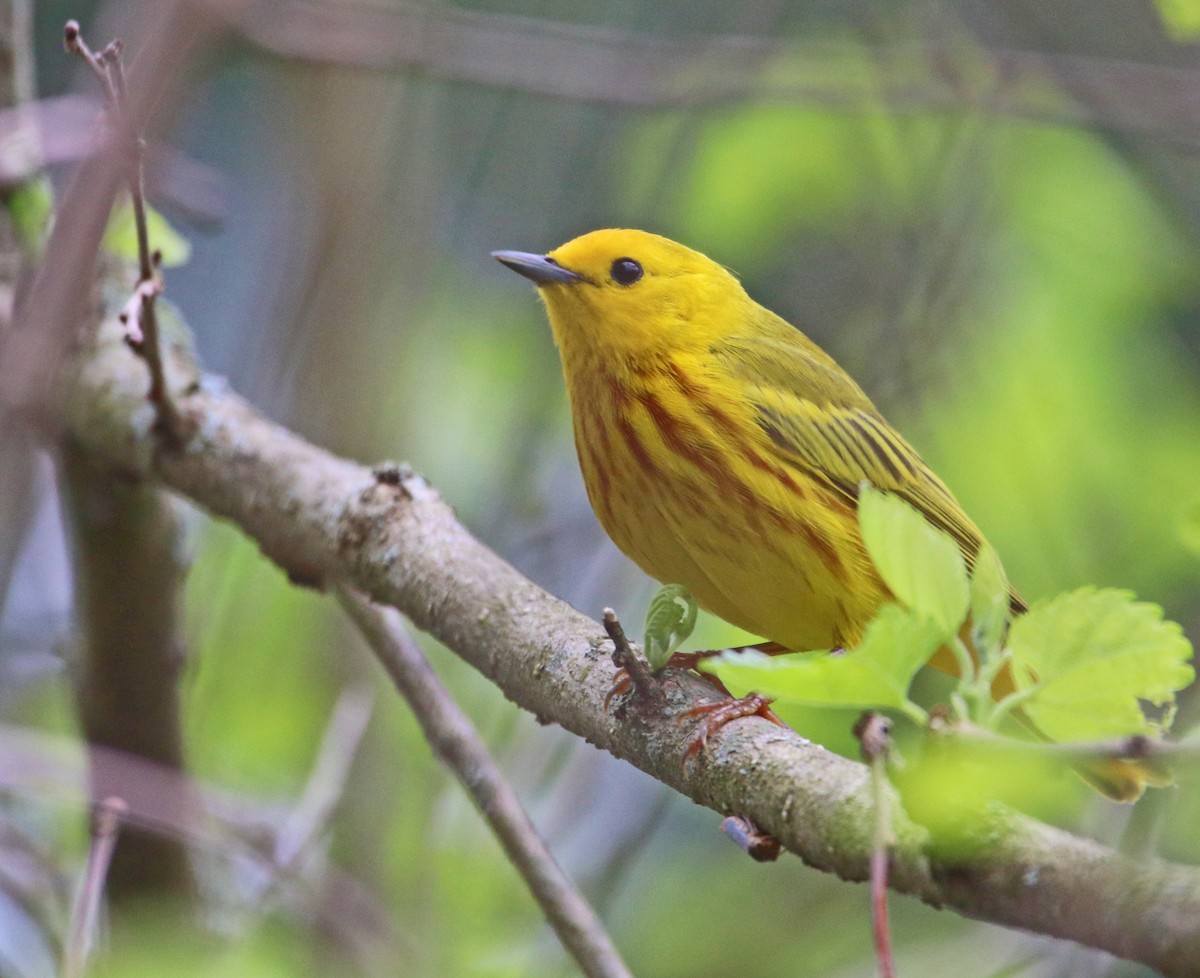 Yellow Warbler (Northern) - ML344741541