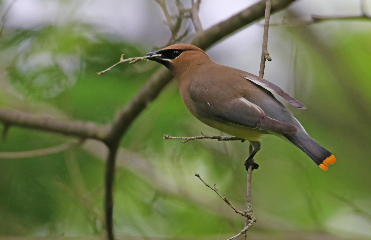 Cedar Waxwing - ML344741681