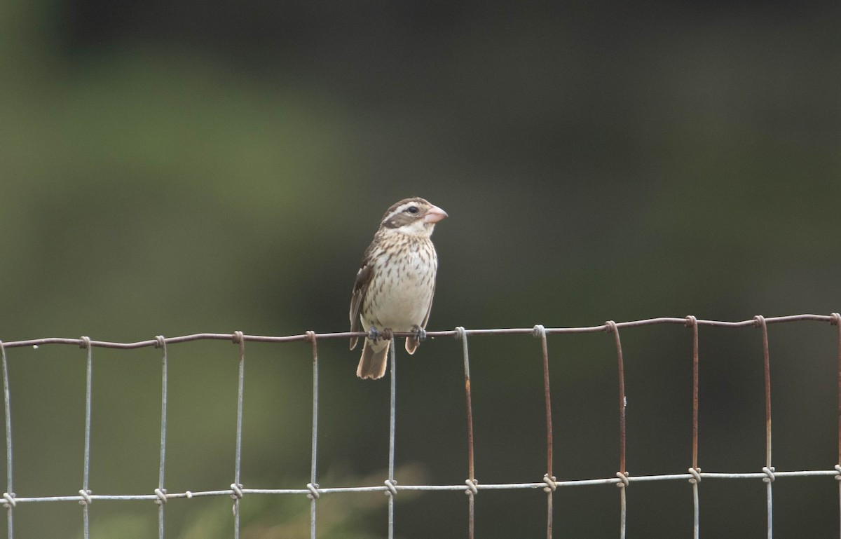 Rose-breasted Grosbeak - John Hiles