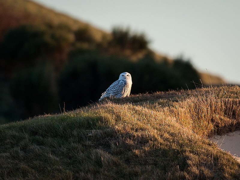 Snowy Owl - ML34474401