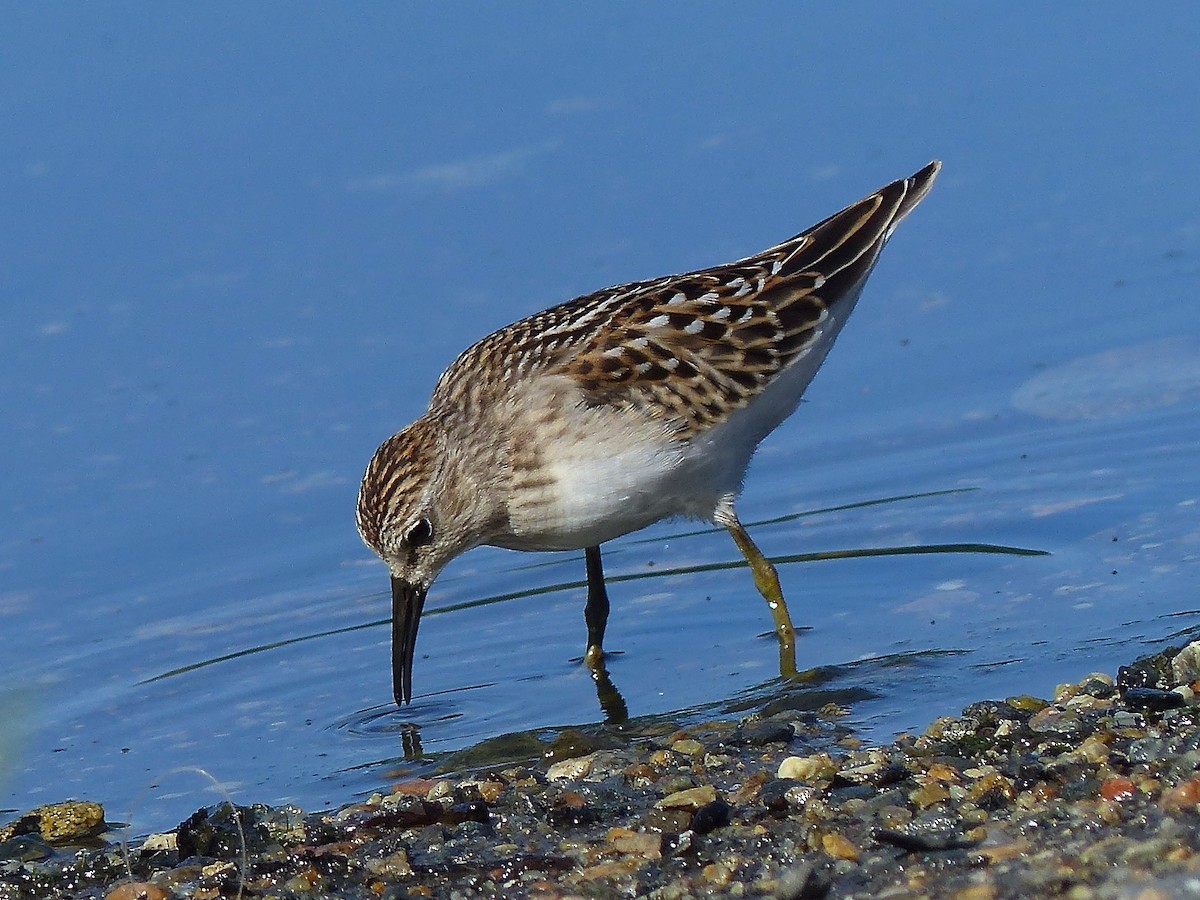 Least Sandpiper - Jeffrey Thomas