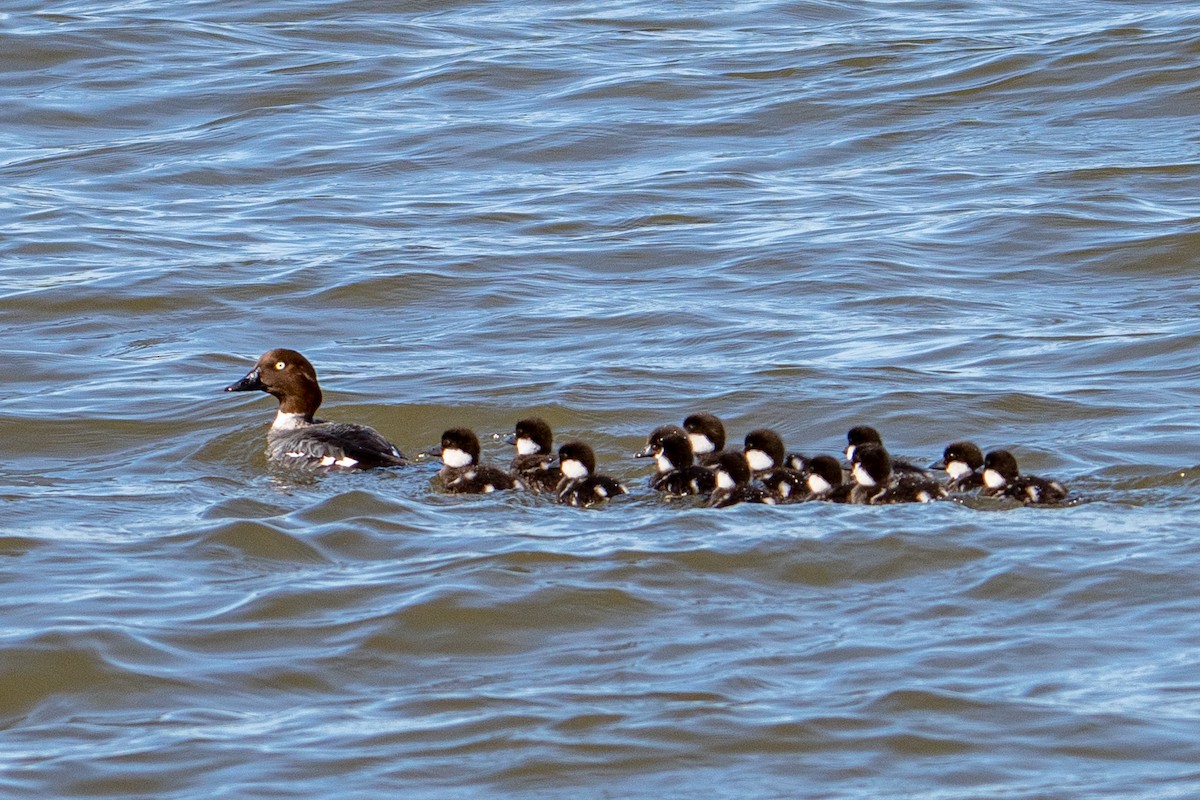 Common Goldeneye - ML344746631