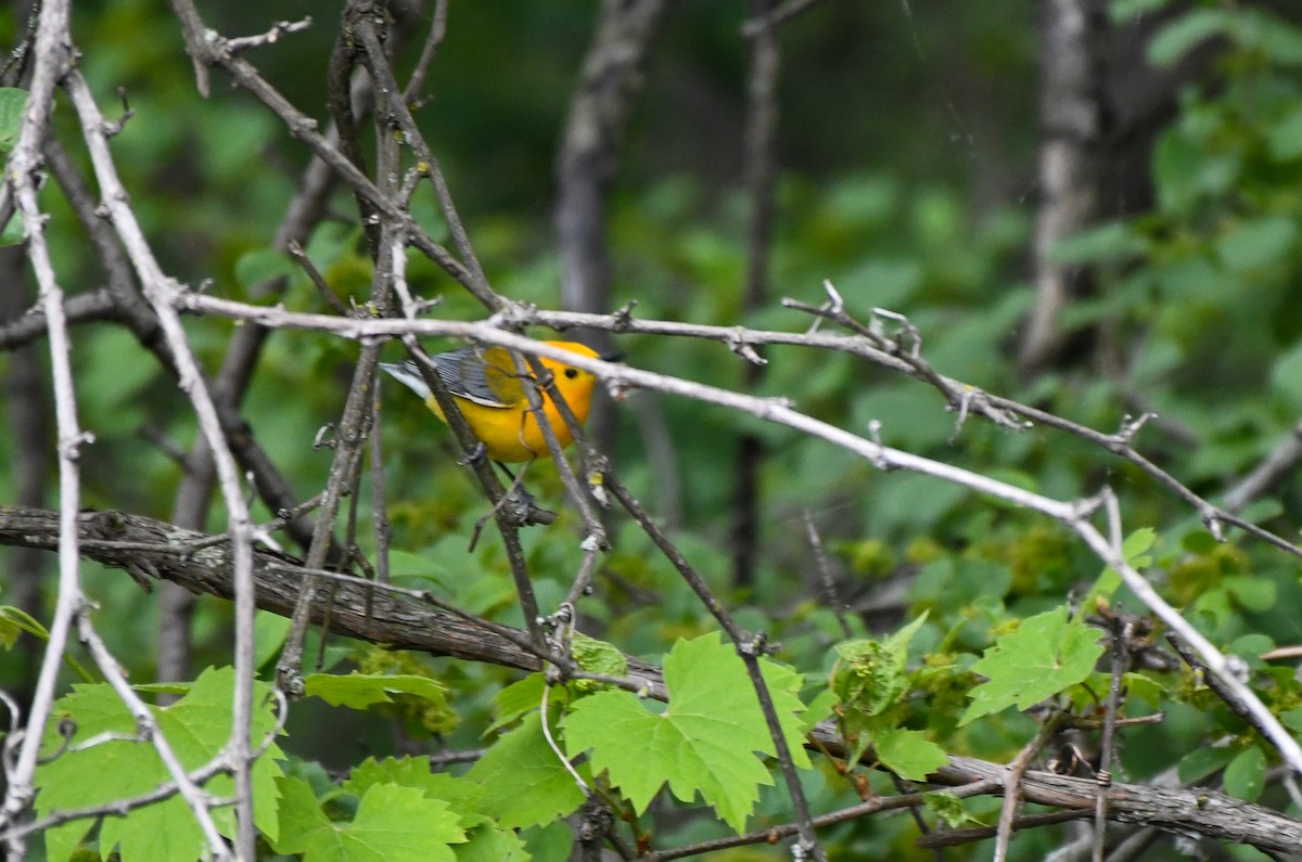 Prothonotary Warbler - ML344746771