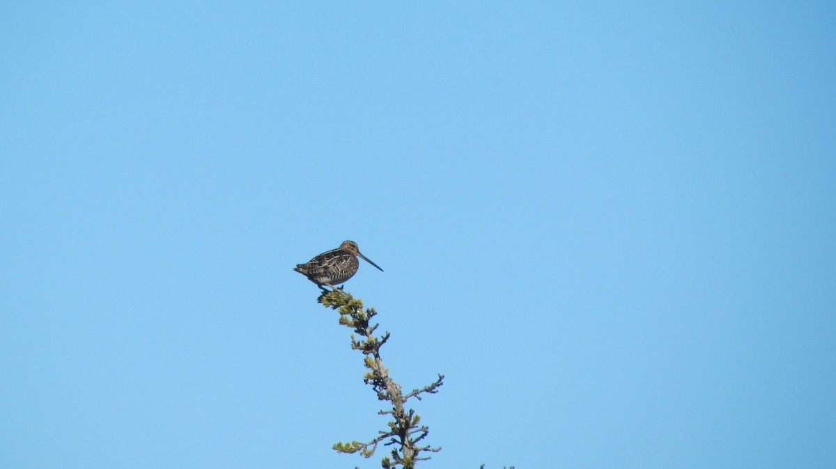 Wilson's Snipe - ML344747901