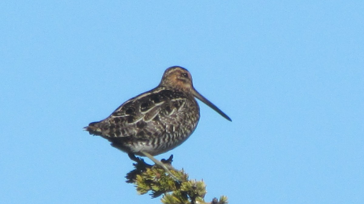 Wilson's Snipe - ML344747951