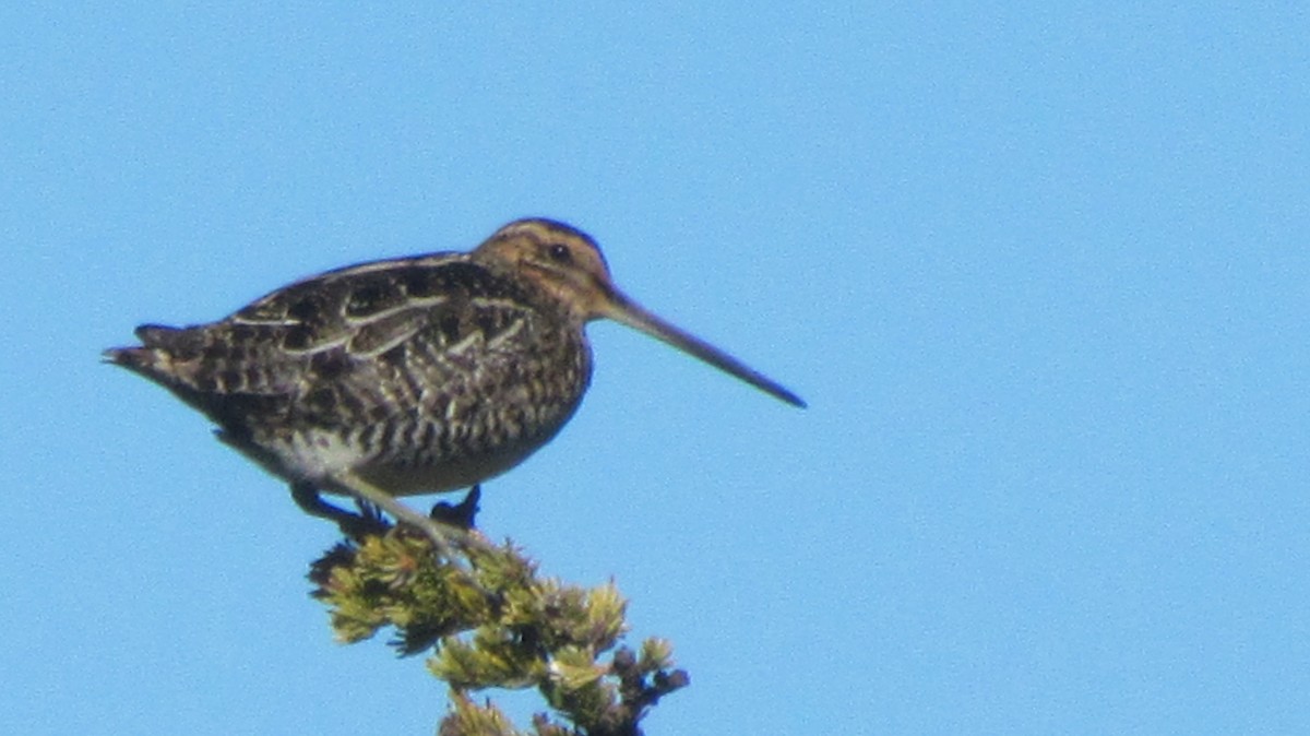 Wilson's Snipe - Laura Burke