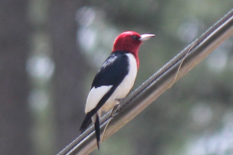 Red-headed Woodpecker - ML344752361