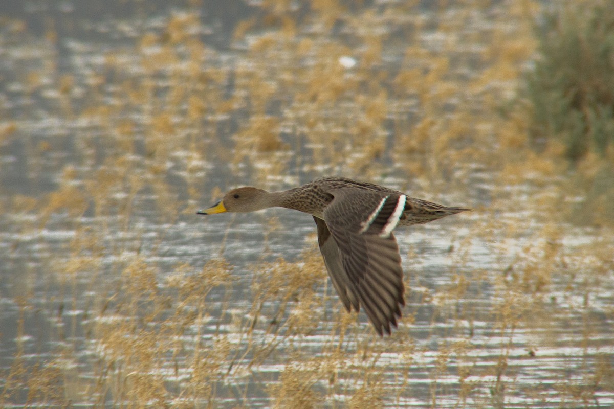 Yellow-billed Pintail - Miguel Avalos
