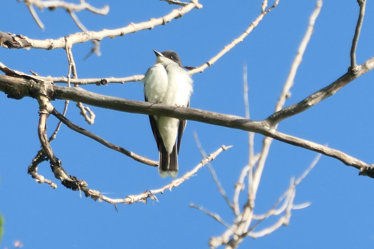 Eastern Kingbird - Baptiste Brault