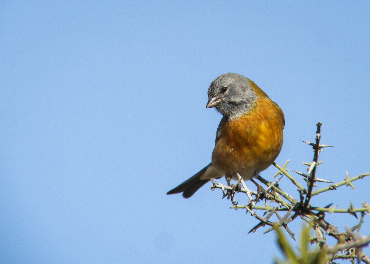 Gray-hooded Sierra Finch - ML344755131