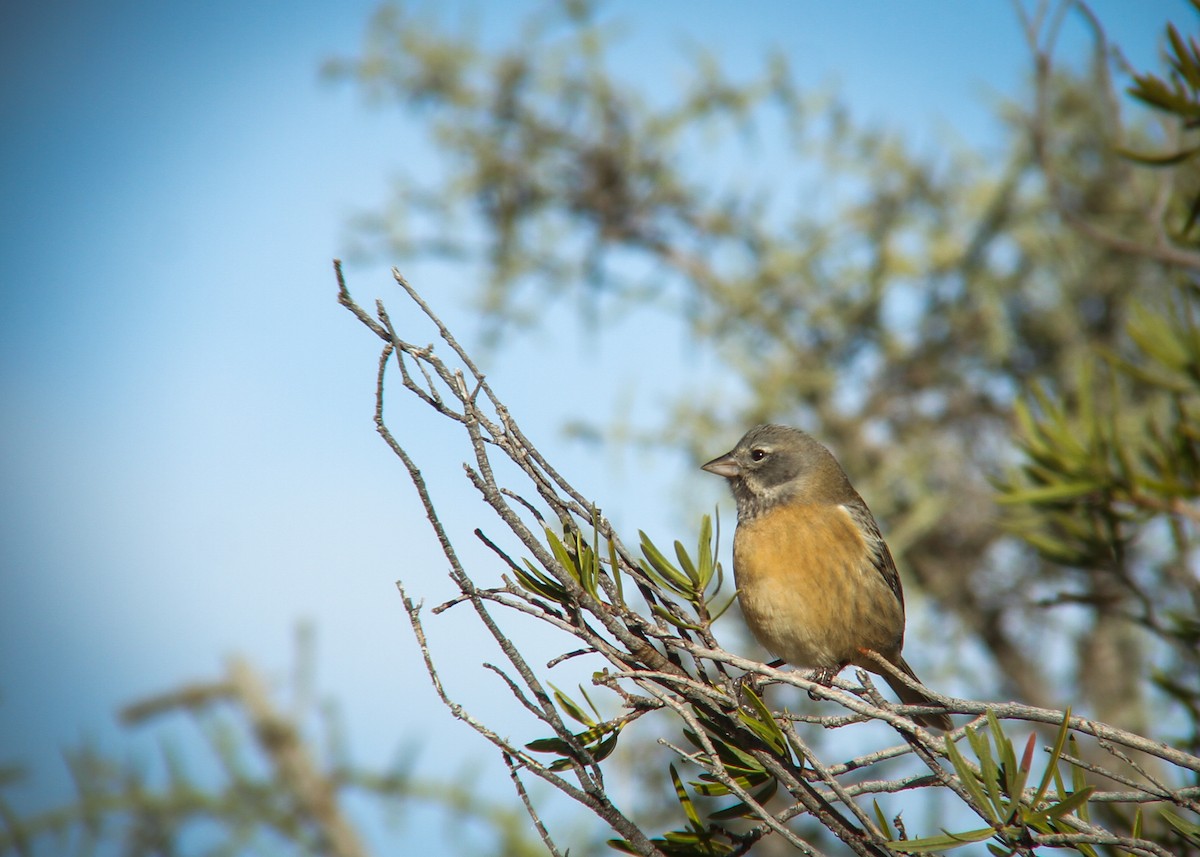 Gray-hooded Sierra Finch - ML344755151