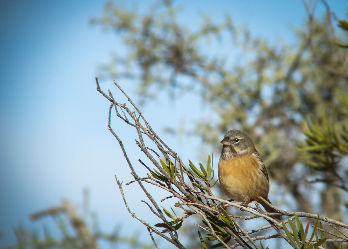 Gray-hooded Sierra Finch - ML344755171