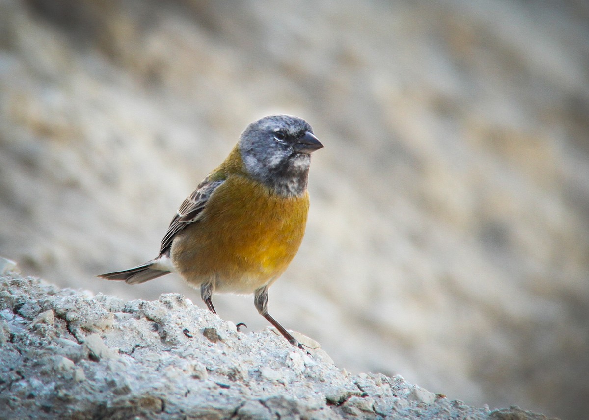 Gray-hooded Sierra Finch - ML344755181