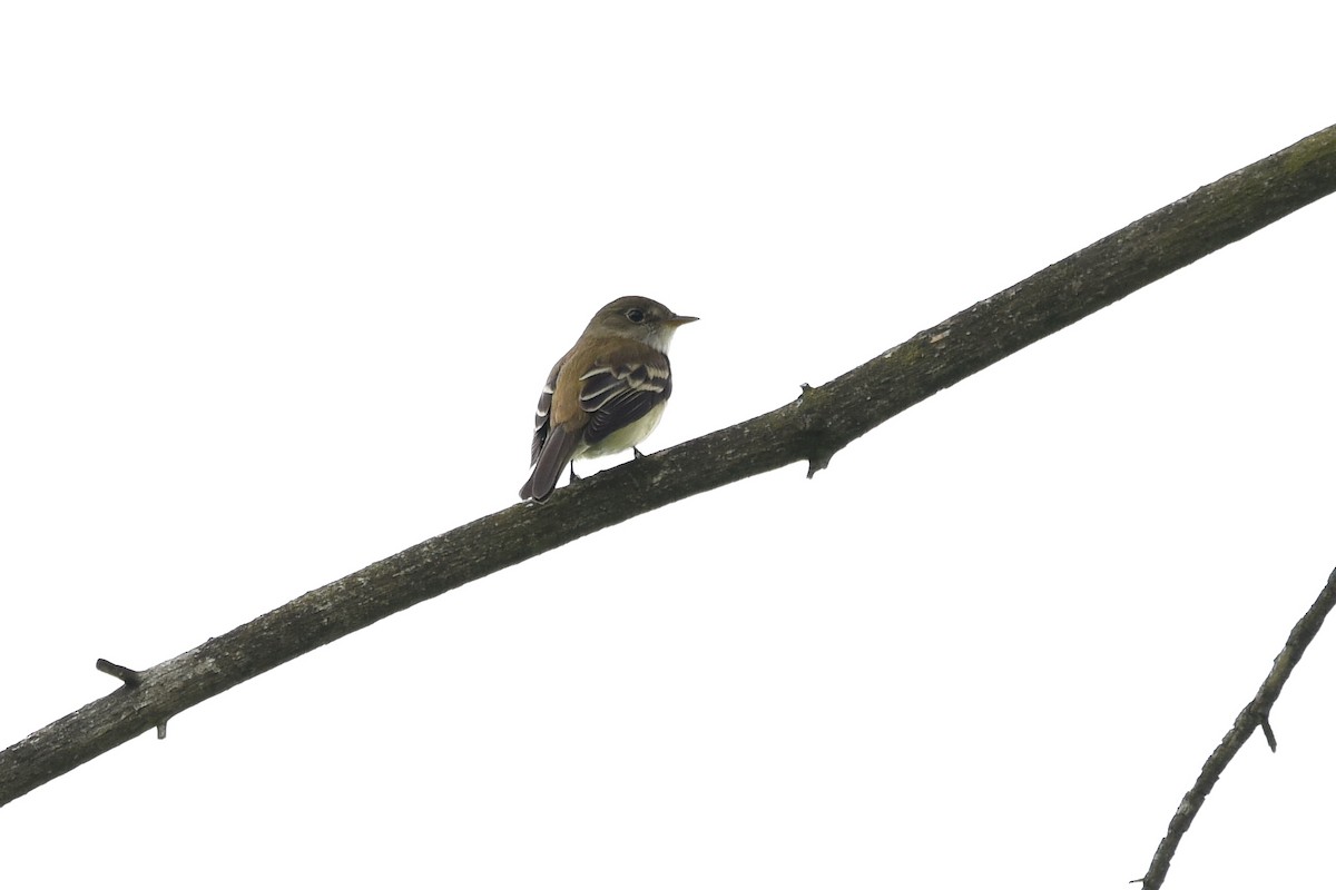 Alder Flycatcher - ML344756391