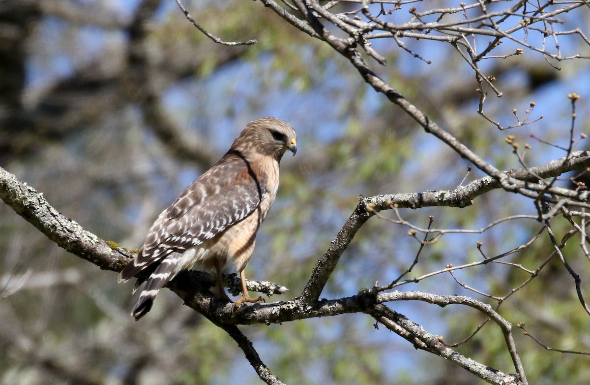 Red-shouldered Hawk (lineatus Group) - Jay McGowan