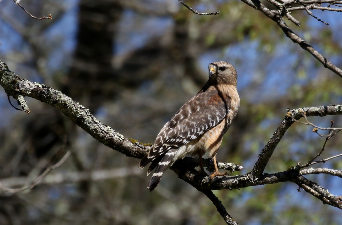 Red-shouldered Hawk (lineatus Group) - Jay McGowan