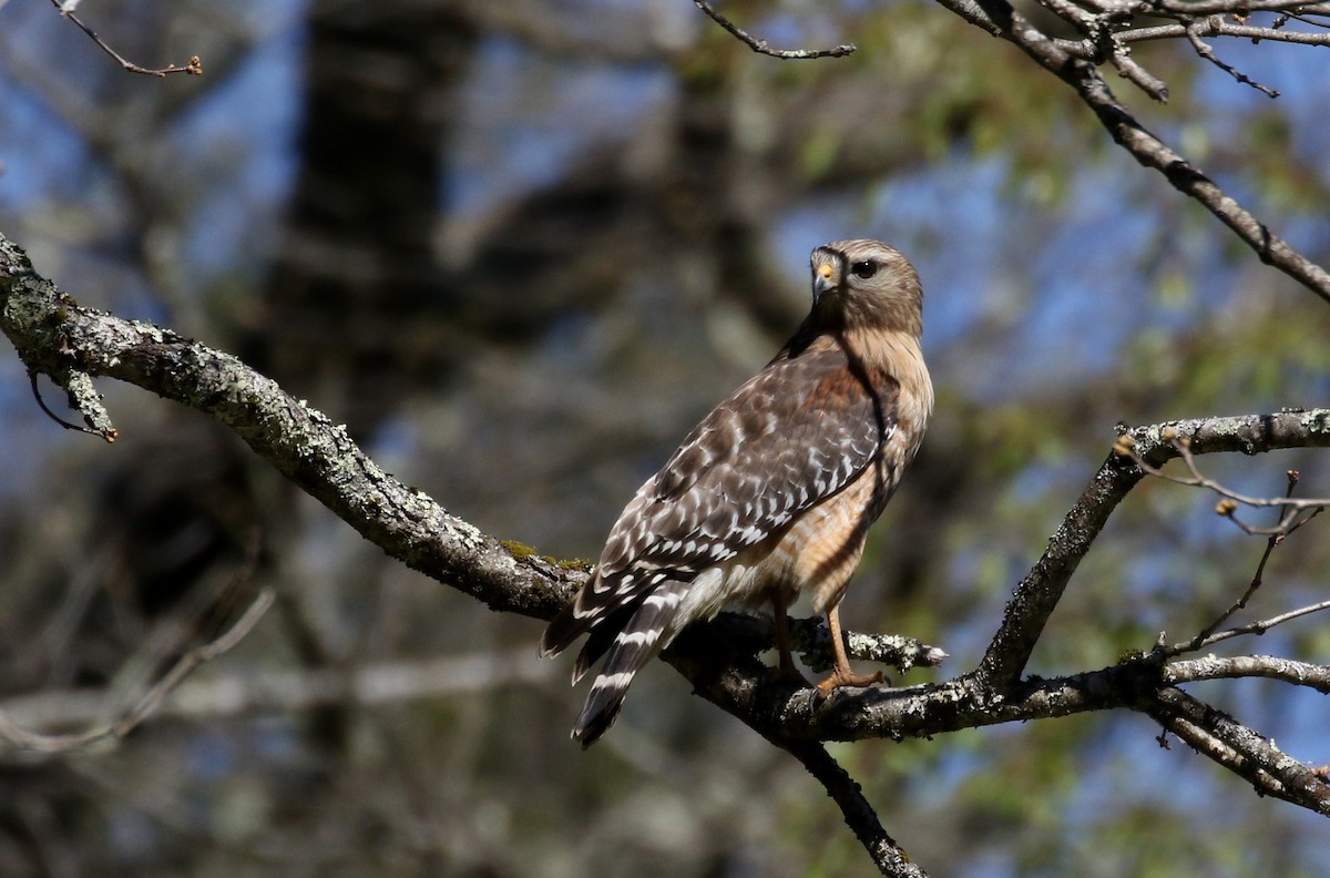 Buse à épaulettes (groupe lineatus) - ML344757201