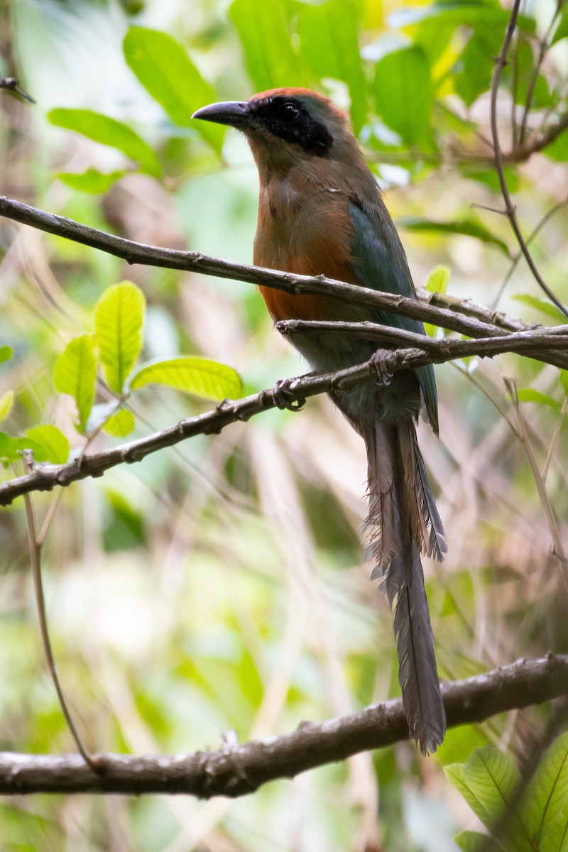 Rufous-capped Motmot - ML344758061