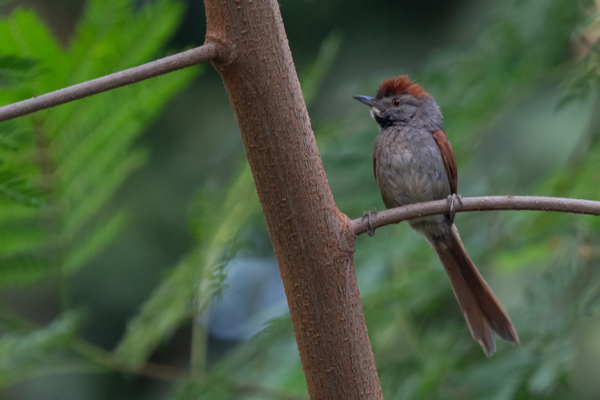 Spix's Spinetail - ML344758111