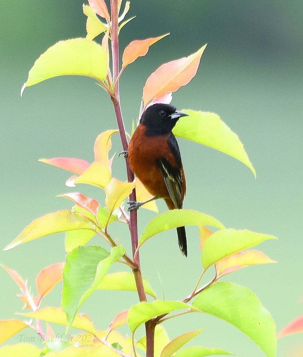 Orchard Oriole - ML344758291