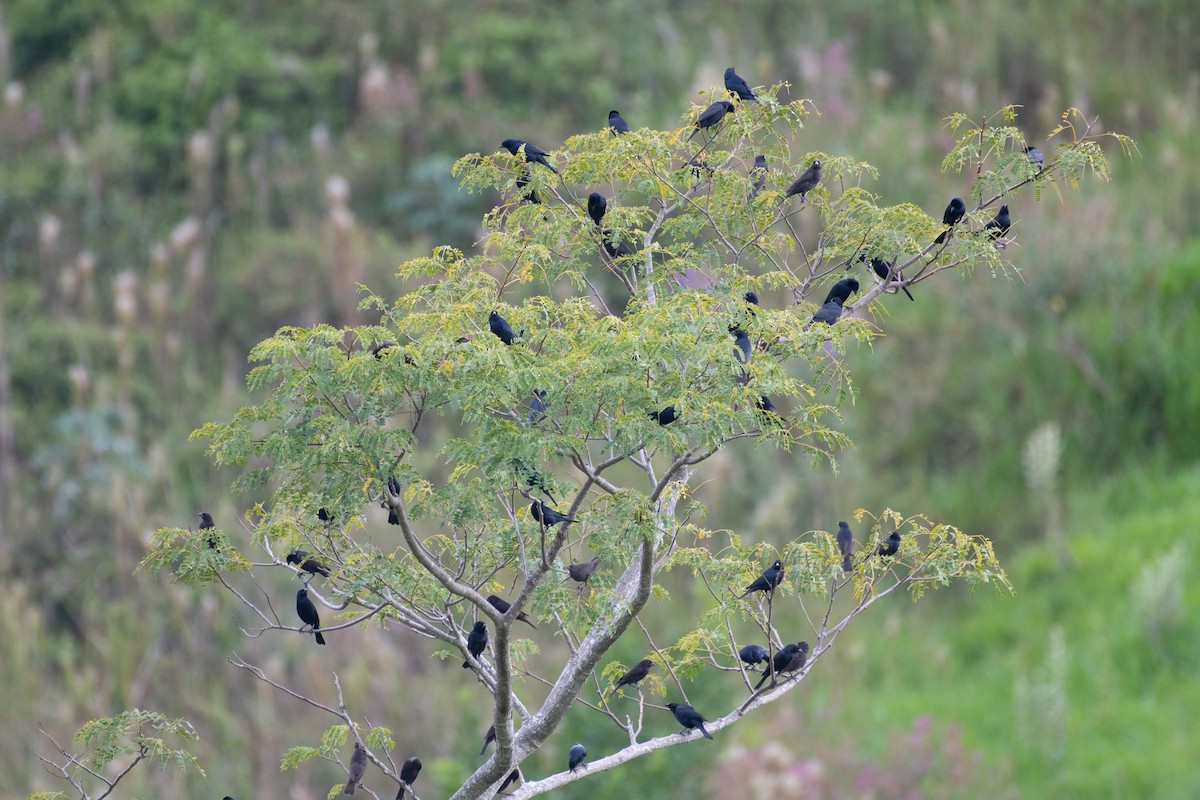 Chopi Blackbird - ML344758311