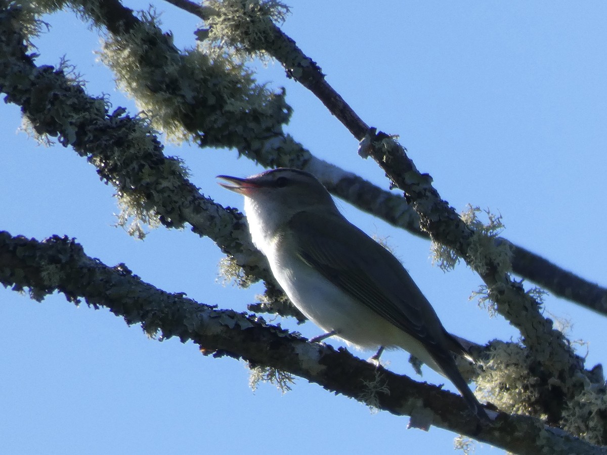 Red-eyed Vireo - ML344758941