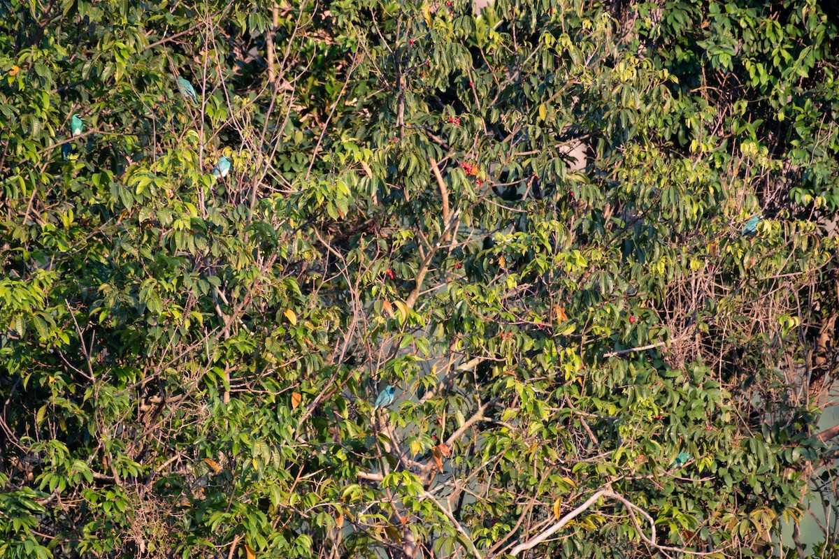 Tangara Golondrina - ML344759041