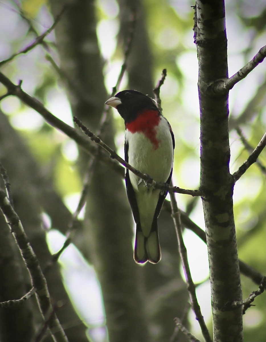 Rose-breasted Grosbeak - ML344760451
