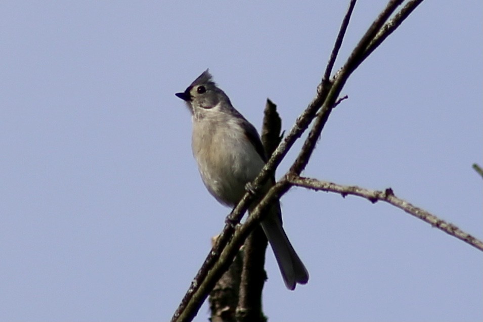 Tufted Titmouse - ML344760771