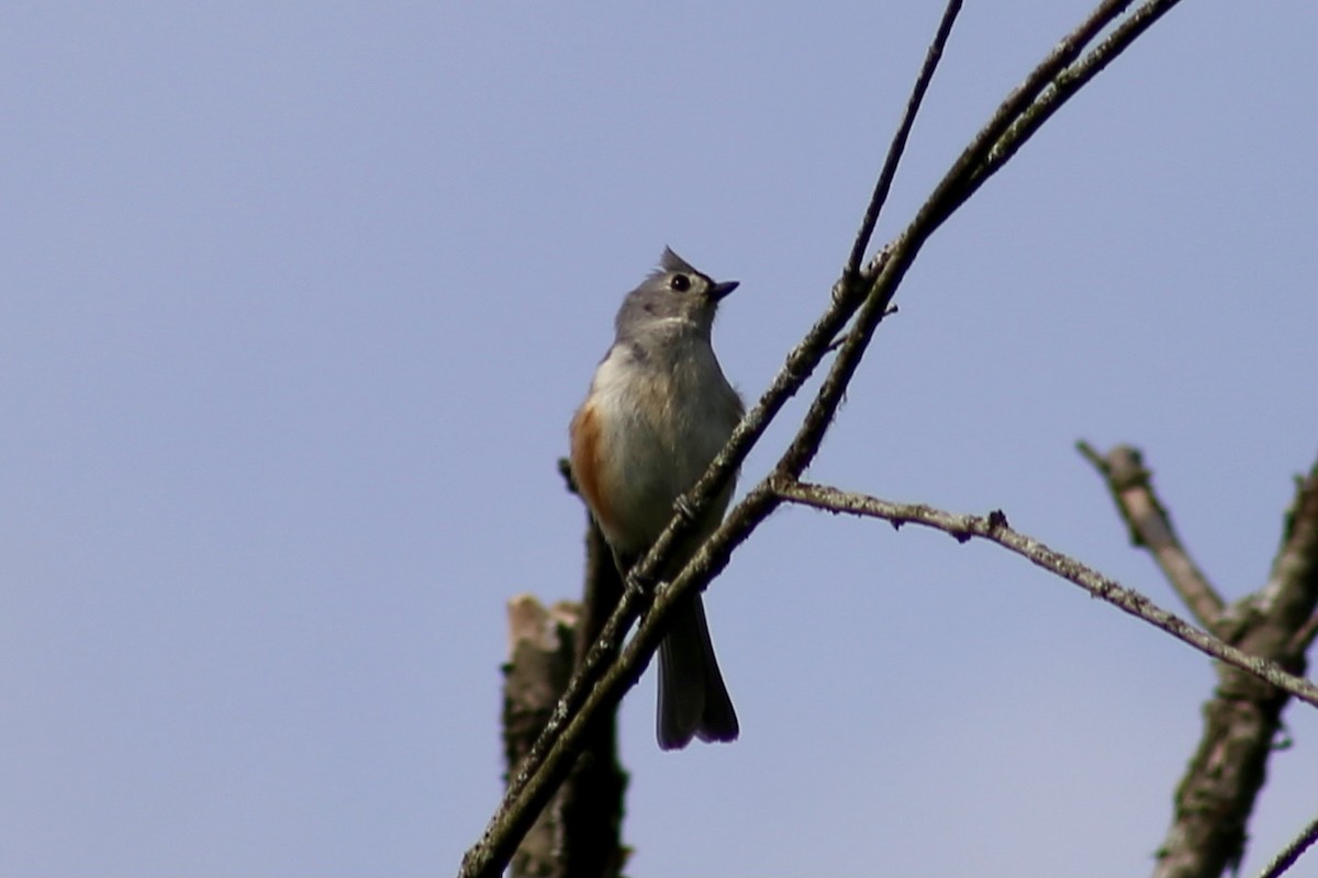 Tufted Titmouse - ML344760791