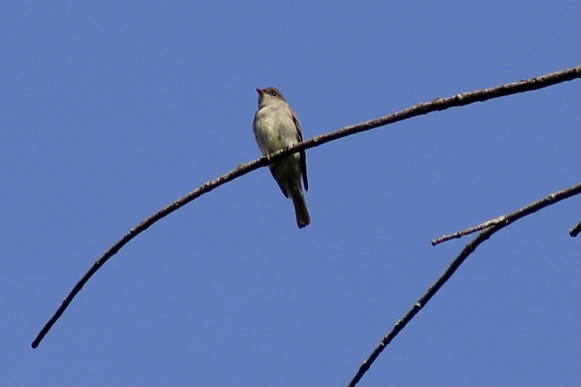 Eastern Wood-Pewee - ML344760891