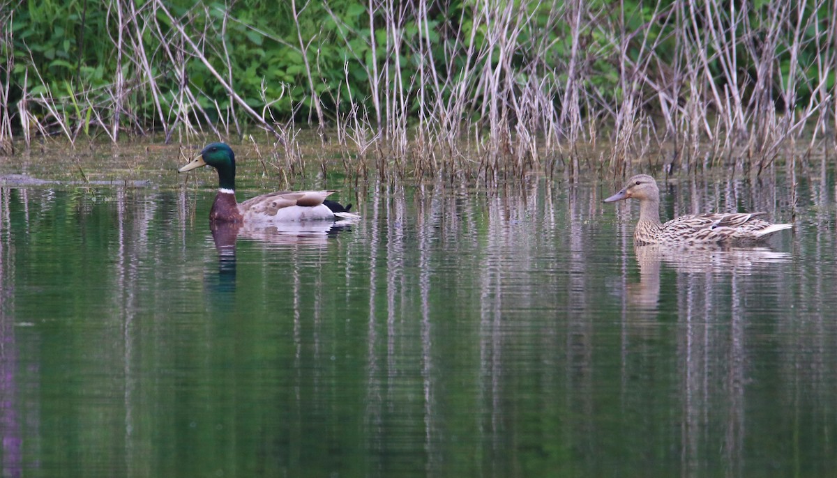 Canard colvert - ML344761381