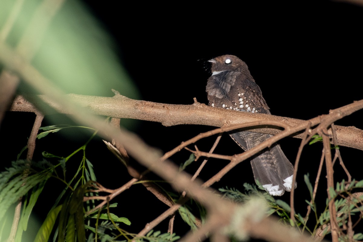 Ocellated Poorwill - ML344761561