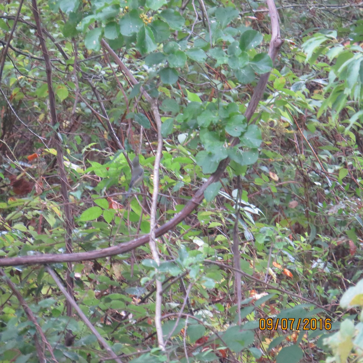 Black-throated Blue Warbler - valerie heemstra