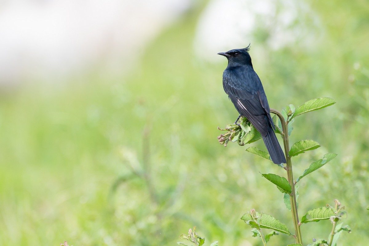 Crested Black-Tyrant - ML344761721