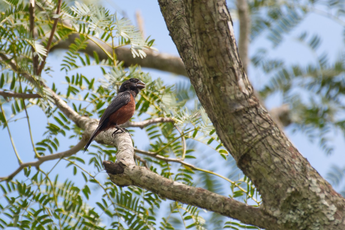 Chestnut-bellied Seed-Finch - Flavio Moraes