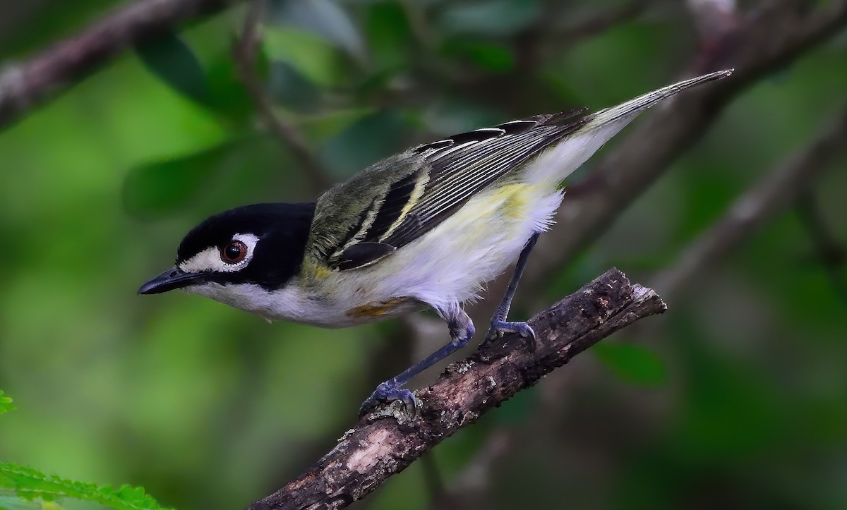 Black-capped Vireo - ML344762211