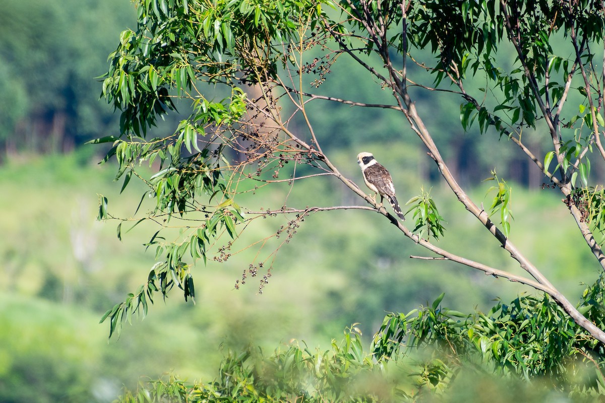 Laughing Falcon - ML344762261