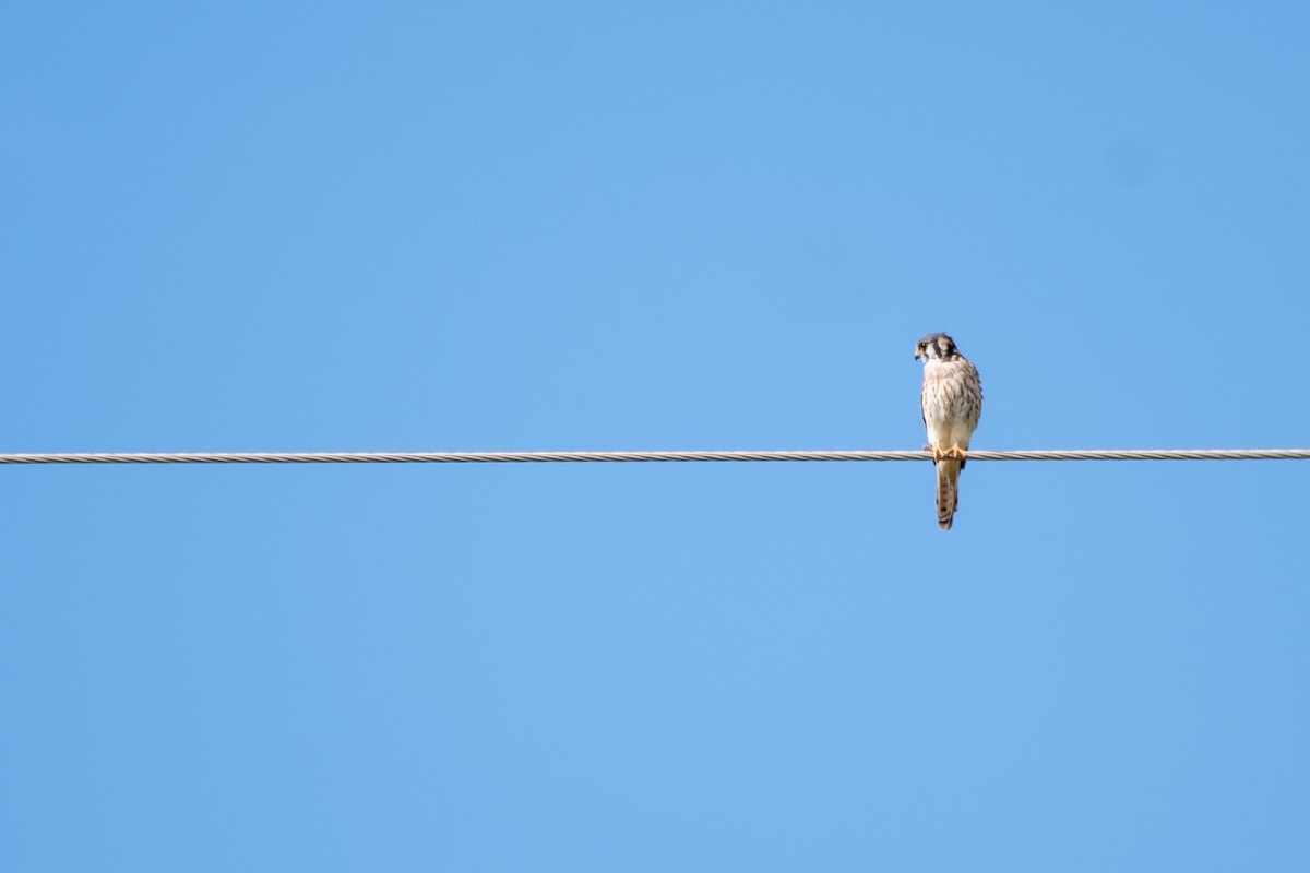 American Kestrel - ML344762621