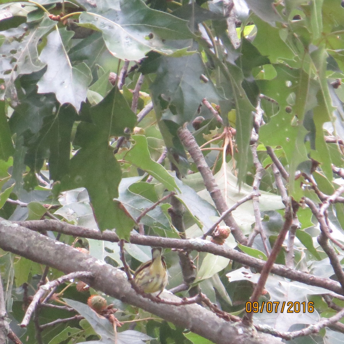 Magnolia Warbler - ML34476281