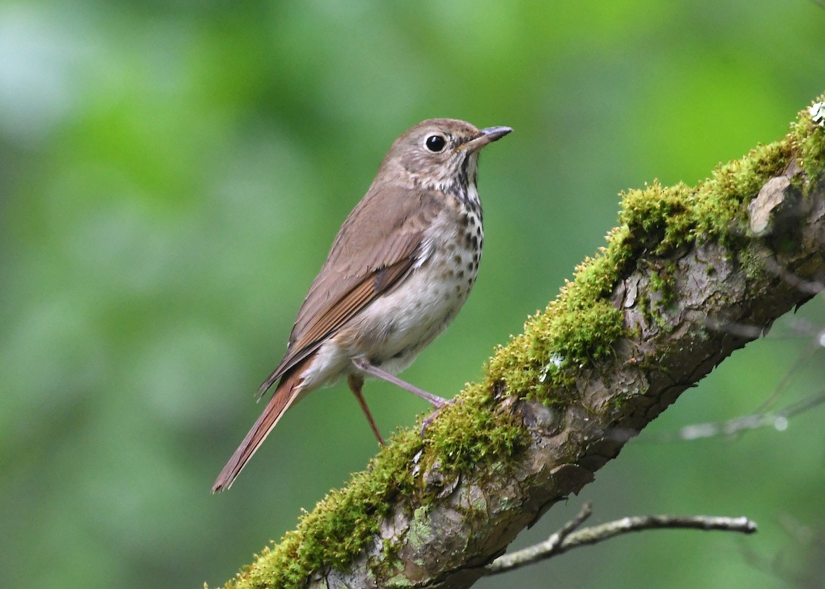 Hermit Thrush - ML344763081