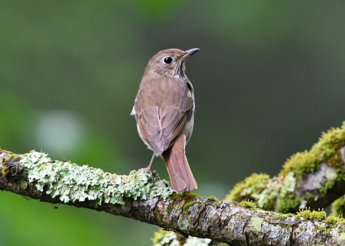 Hermit Thrush - ML344763251