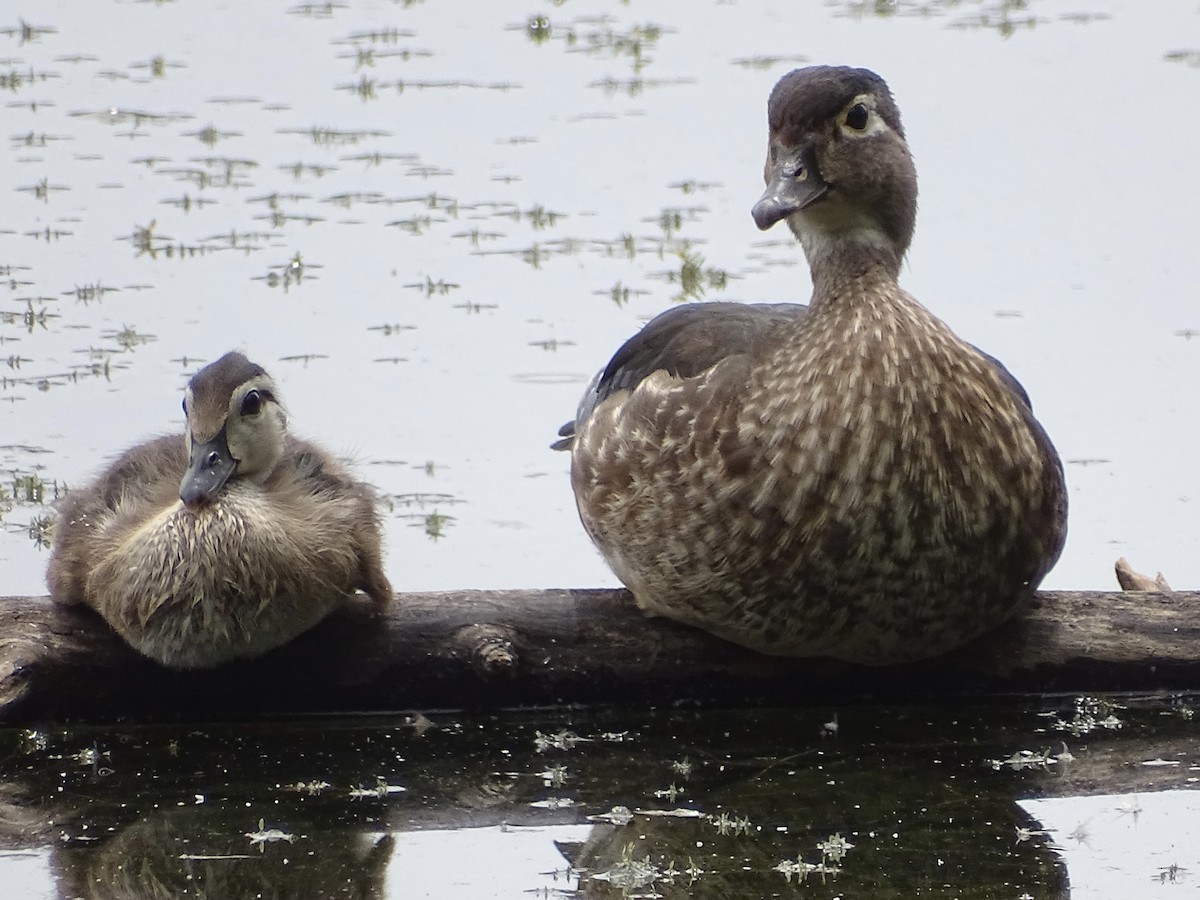 Wood Duck - ML344764531