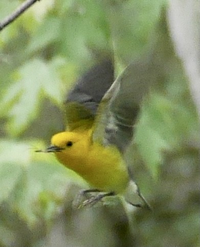 Prothonotary Warbler - Linda McDougall